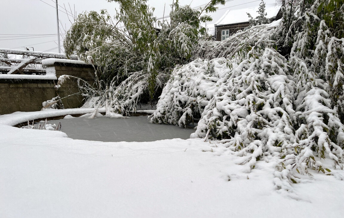 Snow, Bamboo, Pond